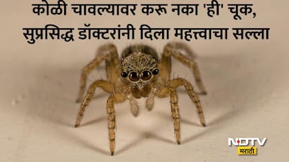 Spider Bite Treatment: कोळी चावल्यानंतर काय करावे? WHOचे Technical Advisor ने दिला महत्त्वाचा सल्ला