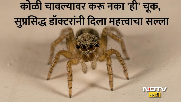 Spider Bite Treatment: कोळी चावल्यानंतर काय करावे? WHOचे Technical Advisor ने दिला महत्त्वाचा सल्ला