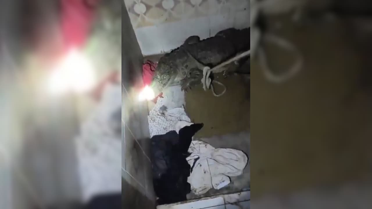 Video: Family Walks Into Bathroom In Flood-Hit Gujarat, Finds 7-Foot Crocodile