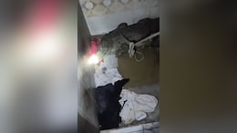 Video: Family Walks Into Bathroom In Flood-Hit Gujarat, Finds 7-Foot Crocodile