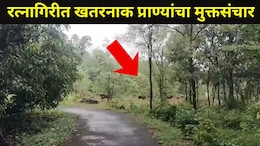 Ratnagiri News: कोकणात जाताना जरा जपूनच, या' रस्त्यावर खतरनाक प्राण्याच्या कळपाचा मुक्तसंचार, शेतकरीही घाबरले