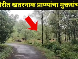 Ratnagiri News: कोकणात जाताना जरा जपूनच, या' रस्त्यावर खतरनाक प्राण्याच्या कळपाचा मुक्तसंचार, शेतकरीही घाबरले