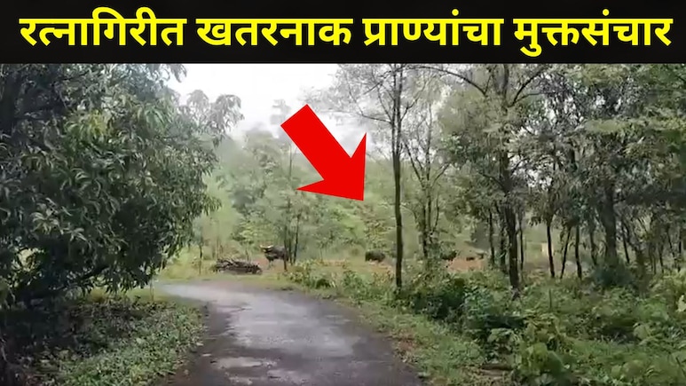Ratnagiri News: कोकणात जाताना जरा जपूनच, या' रस्त्यावर खतरनाक प्राण्याच्या कळपाचा मुक्तसंचार, शेतकरीही घाबरले