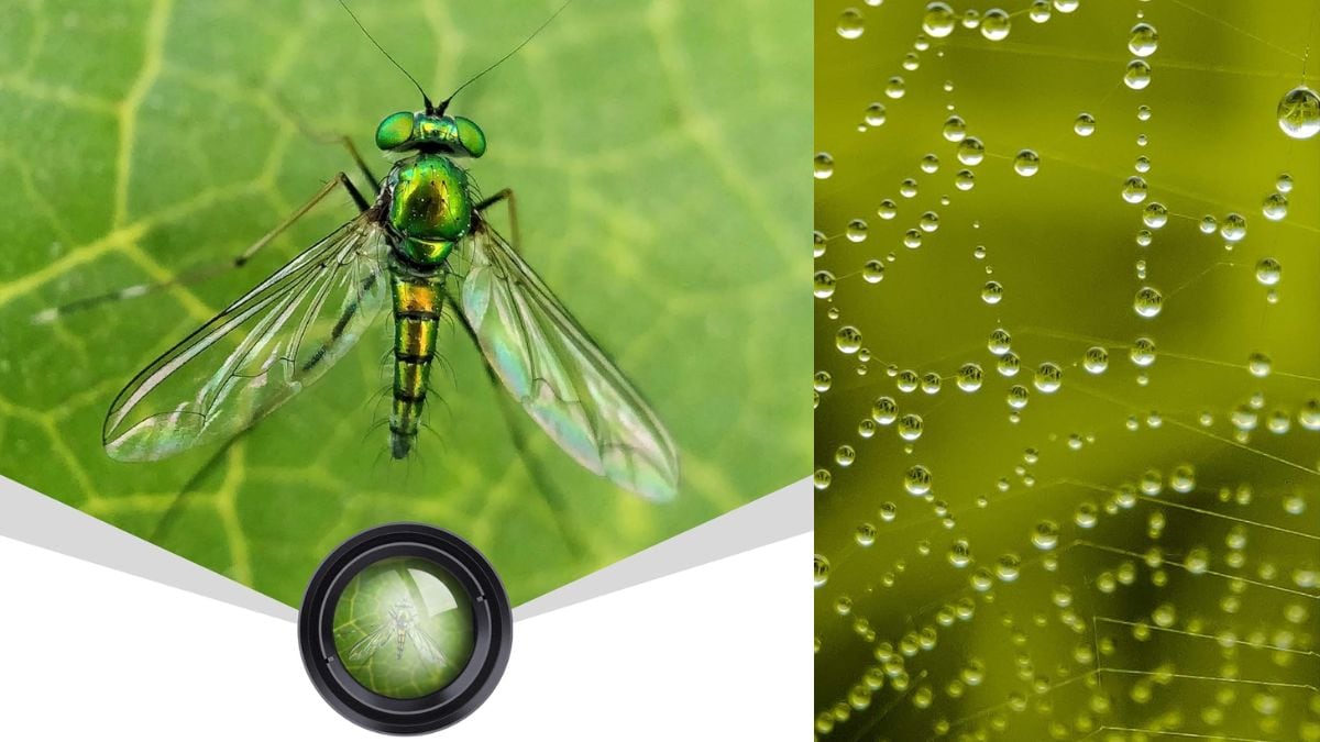 Transform your mobile photography with a compact clip-on lens for high-quality, professional shots every day. Transform your mobile photography with a compact clip-on lens for high-quality, professional shots every day.