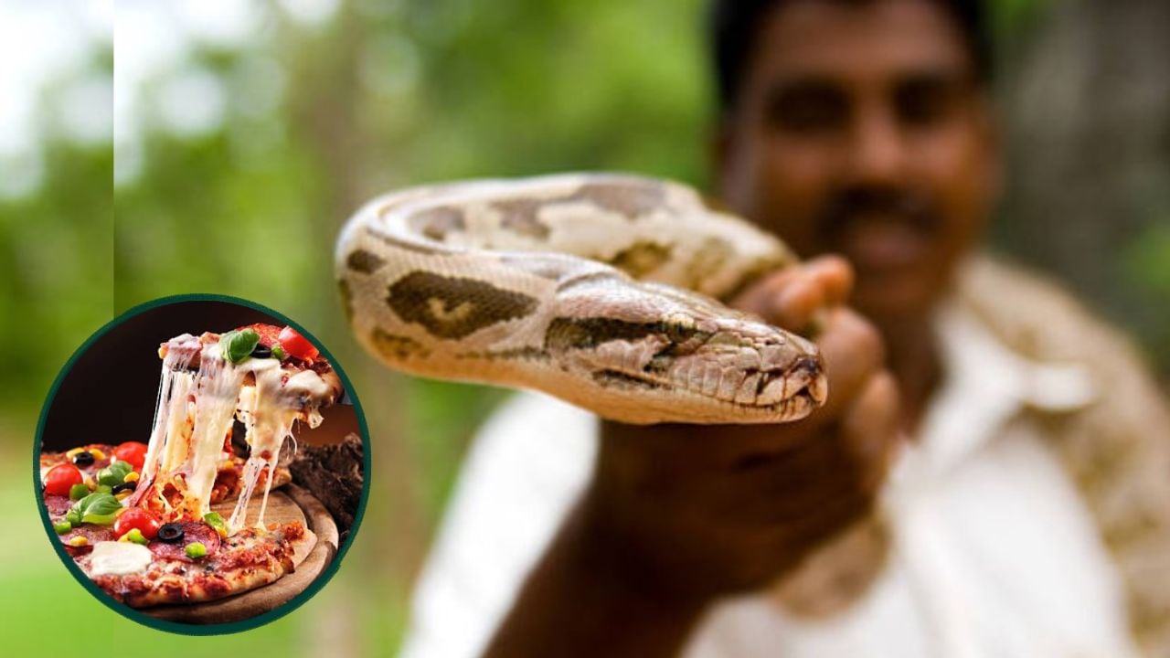 भयंकर ऑफर: एक अजगर लाइए और फ्री में पिज्जा खाइए, जानिए क्या है पूरा मामला