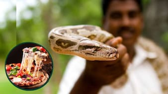 भयंकर ऑफर: एक अजगर लाइए और फ्री में पिज्जा खाइए, जानिए क्या है पूरा मामला