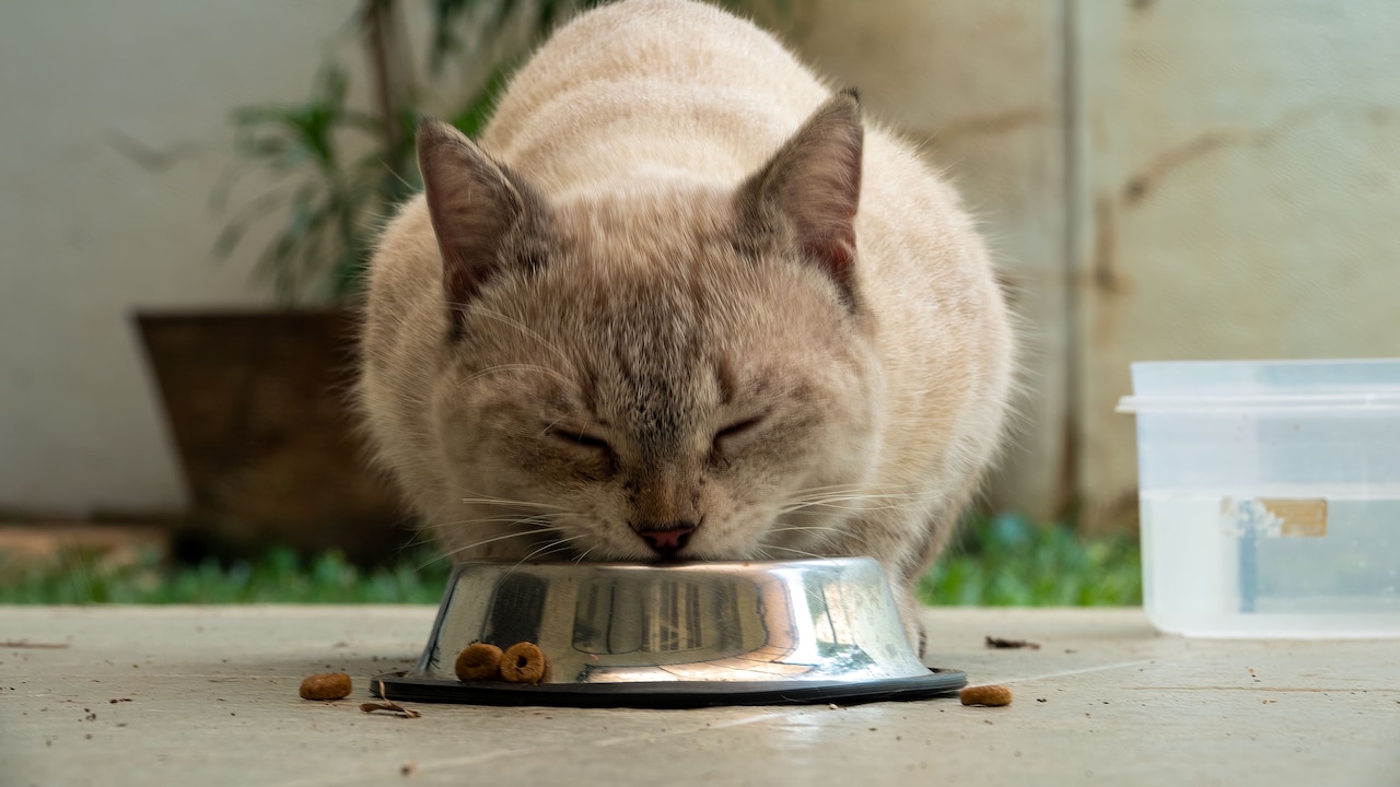 Pet Food Pet Food