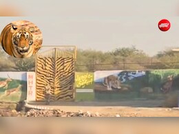 मुकुंदरा में बाघों को बसाने के लिए हुए 3 मुश्किल प्रयोग, तीसरा कनकटी पर हुआ था