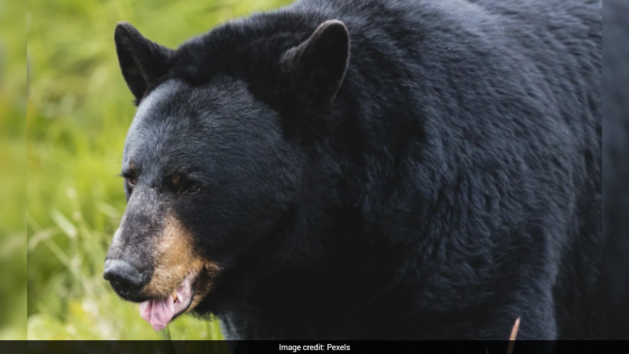 5 Hospitalised After Bear Spray Discharged Accidentally At Japan Post Office