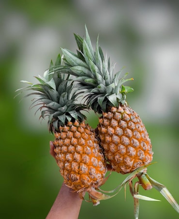 Benefits Of Eating Pineapple