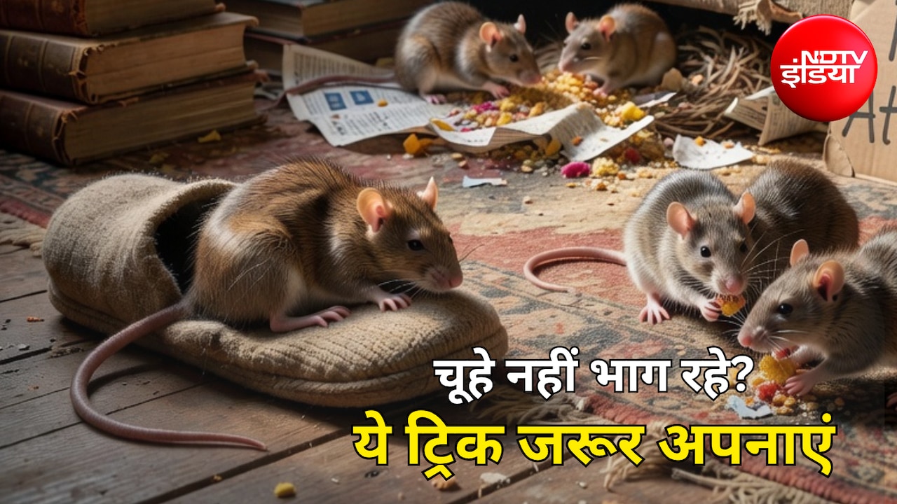 Rats In House: क्या चूहों ने कर दिया है जीना मुश्किल? बिना जहर अपनाएं ये आसान ट्रिक, खुद ही भाग जाएंगे