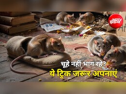 Rats In House: क्या चूहों ने कर दिया है जीना मुश्किल? बिना जहर अपनाएं ये आसान ट्रिक, खुद ही भाग जाएंगे