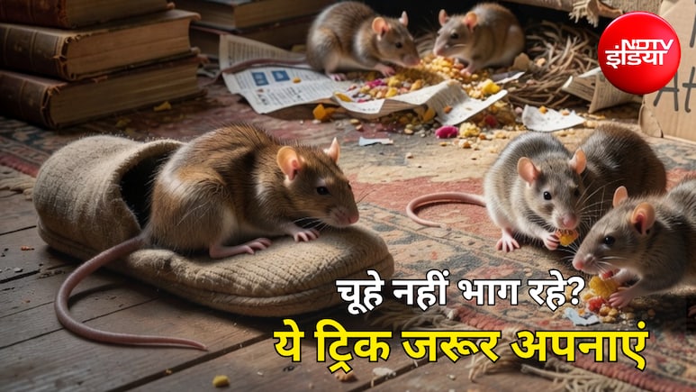 Rats In House: क्या चूहों ने कर दिया है जीना मुश्किल? बिना जहर अपनाएं ये आसान ट्रिक, खुद ही भाग जाएंगे