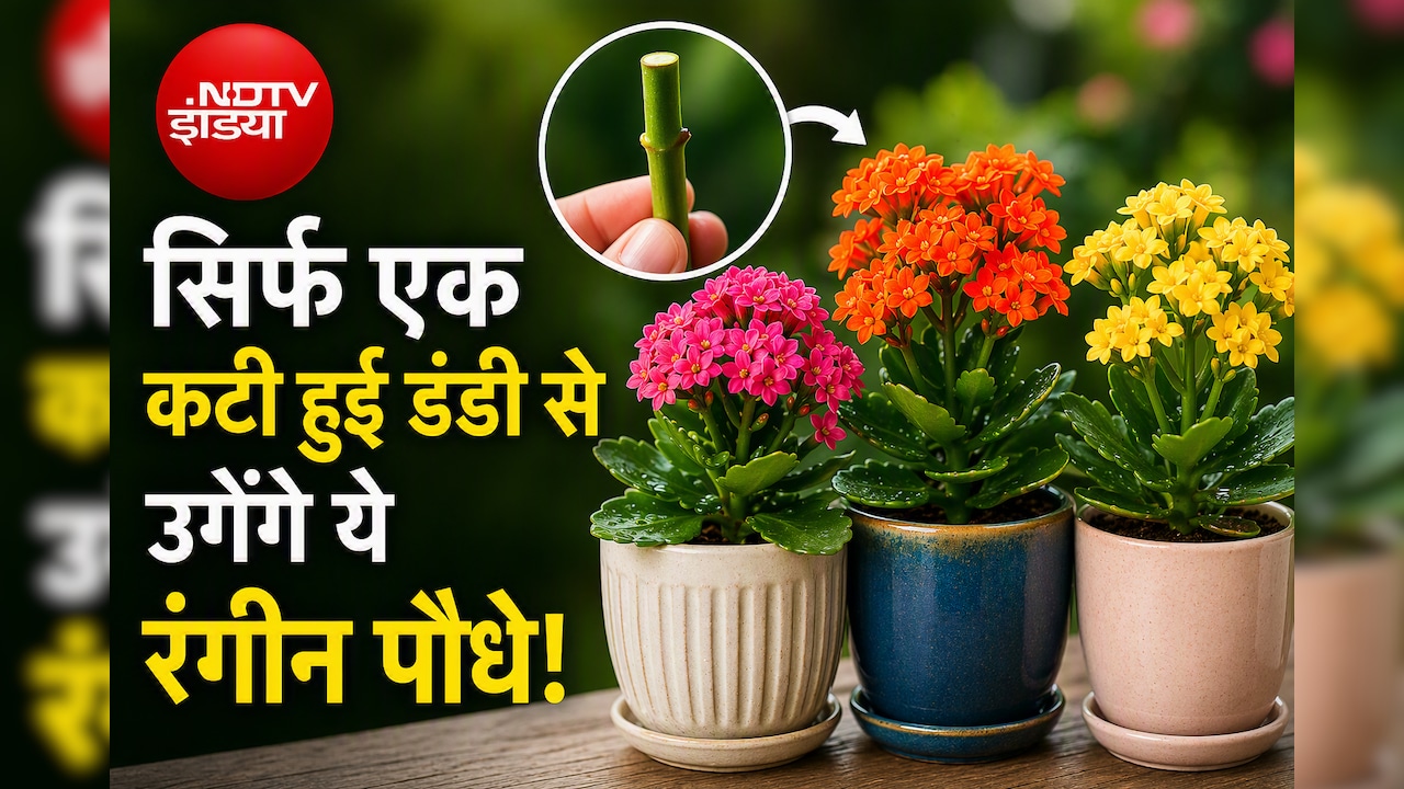 बिना पैसे खर्च किए फ्री में कटिंग से लगाएं ये कलरफुल प्लांट्स, फूलों से भर जाएगी बालकनी