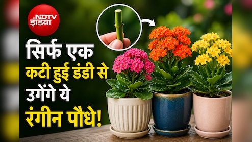 बिना पैसे खर्च किए फ्री में कटिंग से लगाएं ये कलरफुल प्लांट्स, फूलों से भर जाएगी बालकनी