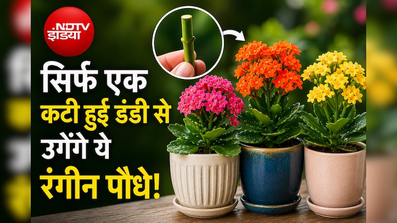 बिना पैसे खर्च किए फ्री में कटिंग से लगाएं ये कलरफुल प्लांट्स, फूलों से भर जाएगी बालकनी