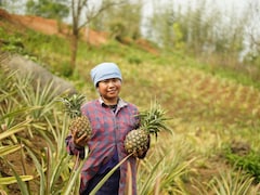 Meghalaya's Premium Pineapples Now Available On Swiggy Instamart In Bengaluru