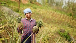 Meghalaya's Premium Pineapples Now Available On Swiggy Instamart In Bengaluru