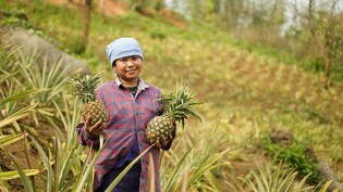 Meghalaya's Premium Pineapples Now Available On Swiggy Instamart In Bengaluru