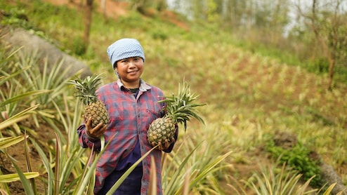 Meghalaya's Premium Pineapples Now Available On Swiggy Instamart In Bengaluru
