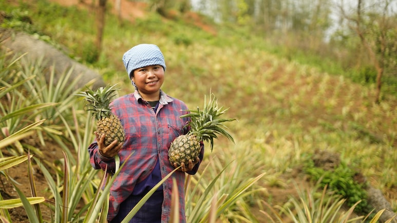 Meghalaya's Premium Pineapples Now Available On Swiggy Instamart In Bengaluru