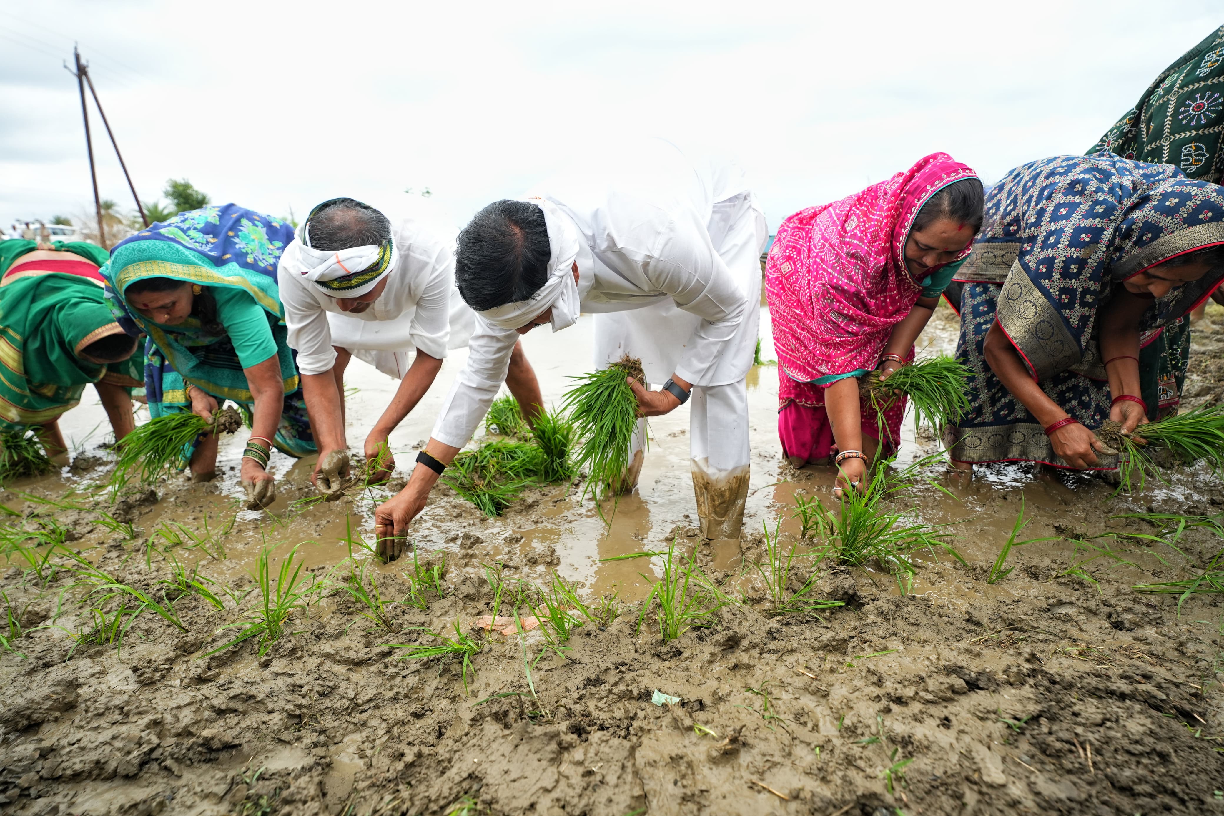 Dhan Mahotsav: धान की रोपाई करते हुए