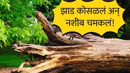 Interesting story : तुफान पावसात घराच्या अंगणात 40 वर्षे जुनं झाड कोसळलं; 85 वर्षीय वृद्धाचं नशीबच चमकलं!