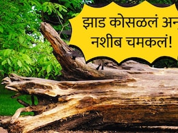 Interesting story : तुफान पावसात घराच्या अंगणात 40 वर्षे जुनं झाड कोसळलं; 85 वर्षीय वृद्धाचं नशीबच चमकलं!