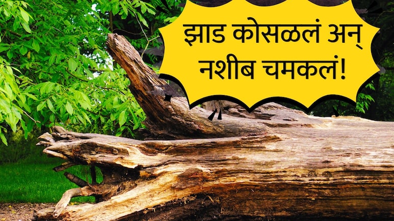Interesting story : तुफान पावसात घराच्या अंगणात 40 वर्षे जुनं झाड कोसळलं; 85 वर्षीय वृद्धाचं नशीबच चमकलं!
