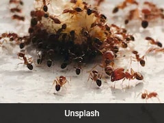 Ants In Sweet Dish: Top Seoul Chef Faces Jail Sentence Over Unapproved Garnish