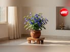 Aparajita Plant Vastu Tips: घर की इस दिशा में लगाना चाहिए अपराजिता का पौधा, आप पर मां लक्ष्मी होंगी मेहरबान