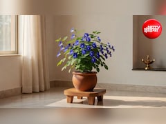 Aparajita Plant Vastu Tips: घर की इस दिशा में लगाना चाहिए अपराजिता का पौधा, आप पर मां लक्ष्मी होंगी मेहरबान