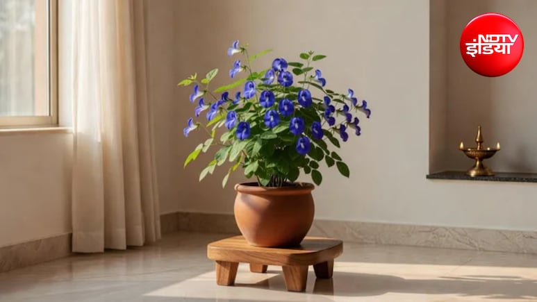 Aparajita Plant Vastu Tips: घर की इस दिशा में लगाना चाहिए अपराजिता का पौधा, आप पर मां लक्ष्मी होंगी मेहरबान