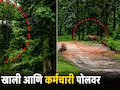 वाघ खाली अन् कर्मचारी पोलवर! चंद्रपुरात वीजवाहिनी दुरुस्तीदरम्यान घडला अंगावर काटा आणणारा थरार, पाहा VIDEO