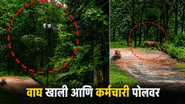 वाघ खाली अन् कर्मचारी पोलवर! चंद्रपुरात वीजवाहिनी दुरुस्तीदरम्यान घडला अंगावर काटा आणणारा थरार, पाहा VIDEO