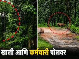 वाघ खाली अन् कर्मचारी पोलवर! चंद्रपुरात वीजवाहिनी दुरुस्तीदरम्यान घडला अंगावर काटा आणणारा थरार, पाहा VIDEO