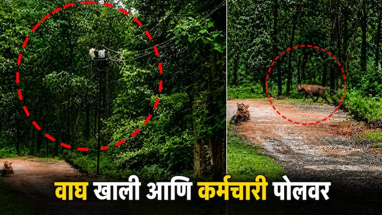 वाघ खाली अन् कर्मचारी पोलवर! चंद्रपुरात वीजवाहिनी दुरुस्तीदरम्यान घडला अंगावर काटा आणणारा थरार, पाहा VIDEO