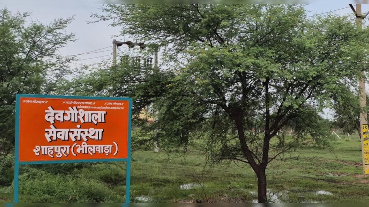 गौशाला के नाम पर MLA ने हड़पी 20 बीघा जमीन, आरोप लगे तो विधायक बैरवा ने दी ये सफाई