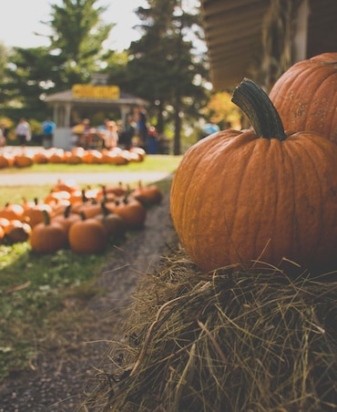 Benefits Of Eating Pumpkin