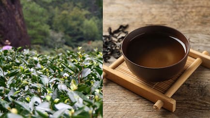 World's Most Expensive Tea That China Banned, Costs Rs 9 Crore/Kg