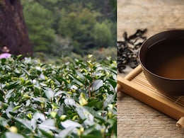 World's Most Expensive Tea That China Banned, Costs Rs 9 Crore/Kg