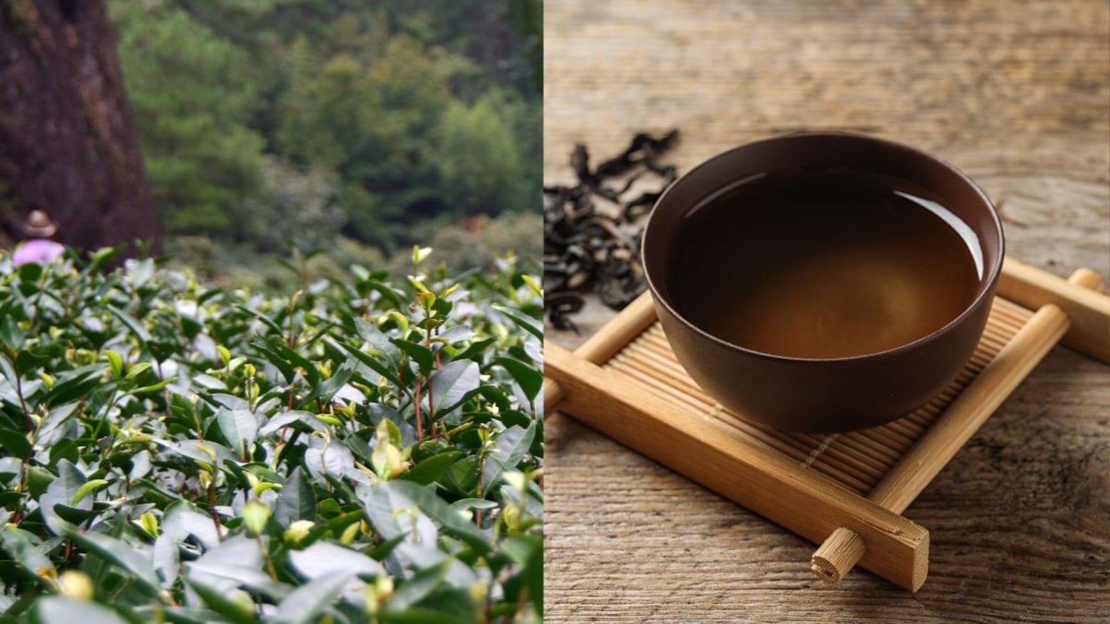 Worlds Most Expensive Tea That China Banned, Costs Rs 9 Crore/Kg