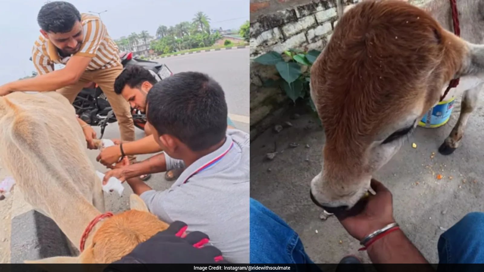 Strangers Rescue Injured Calf on Highway