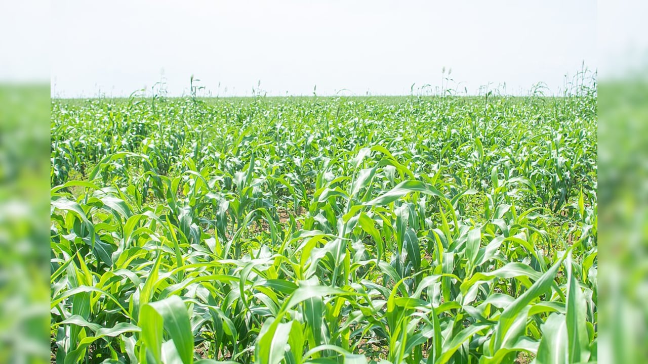 Kharif Sowing Season Still One-Fifth Below Last Year As Sluggish Monsoon Weighs