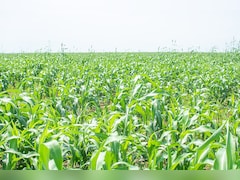 Kharif Sowing Season Still One-Fifth Below Last Year As Sluggish Monsoon Weighs