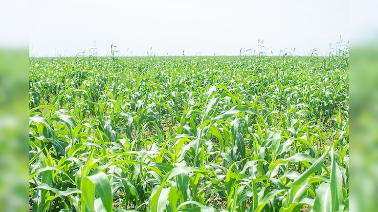 Kharif Sowing Season Still One-Fifth Below Last Year As Sluggish Monsoon Weighs
