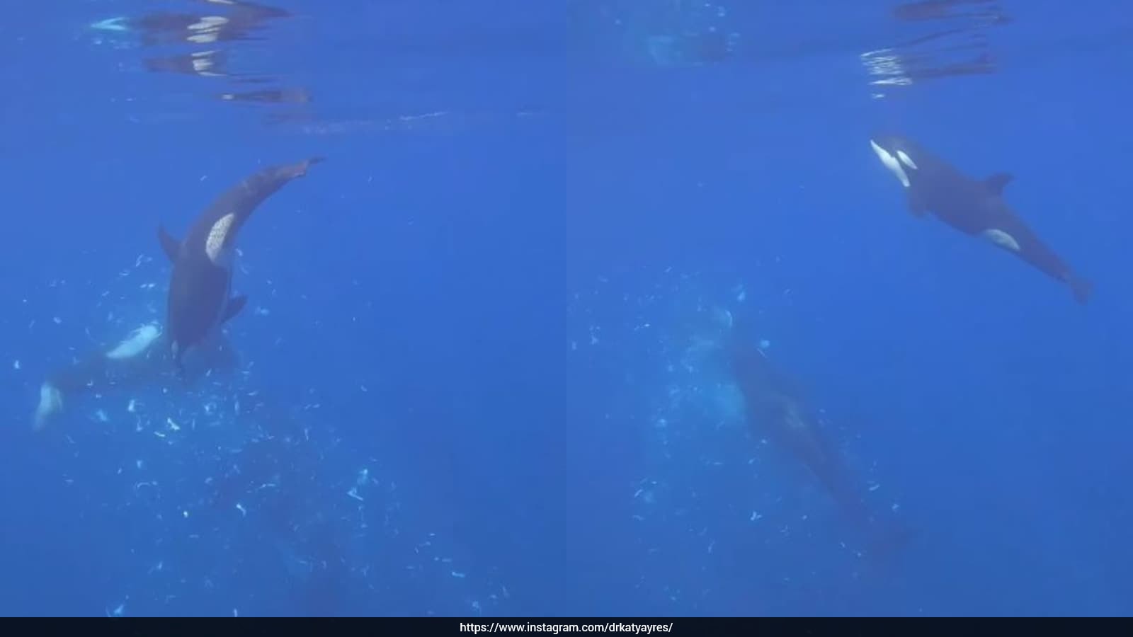 Watch: Killer Whale Rams 1,800Kg Sunfish So Hard It Explodes Into Pieces