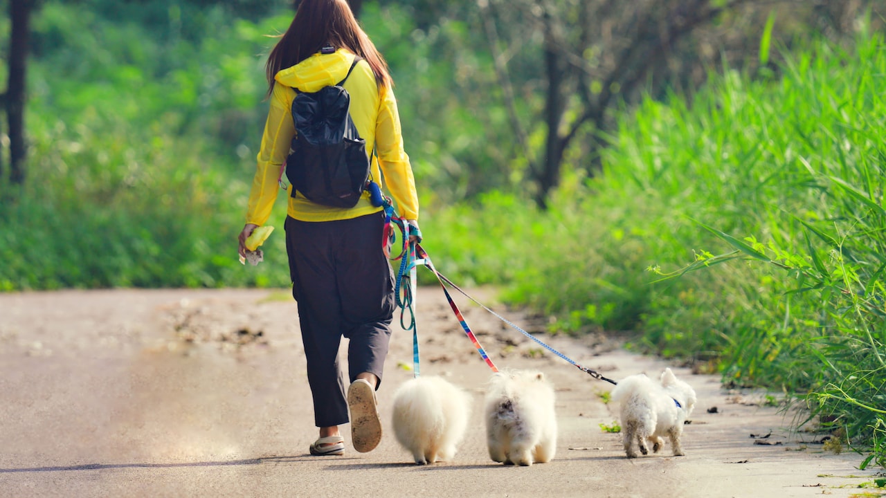 Must-have dog walking accessories for pet parents