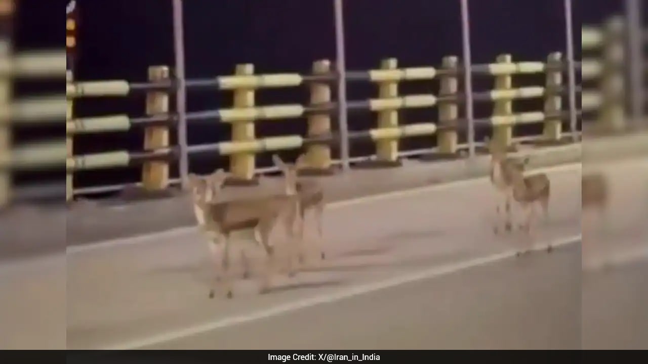 Watch: Deer Seek Refuge On Iran's Kharg Island Amid US Bombing Explosions