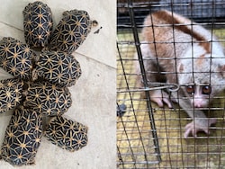 6 Arrested As Wildlife Trafficking Racket Busted, 53 Animals Rescued